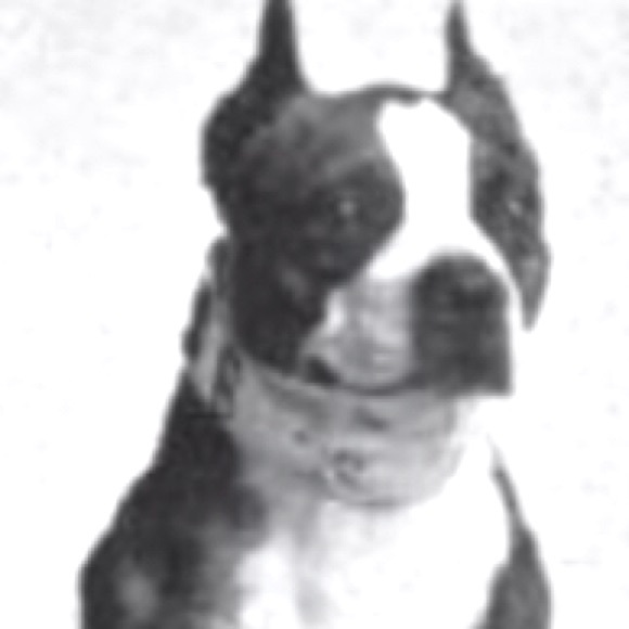 Meet your Posher, Lucas - Picture 1 of 1